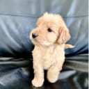 Labradoodle