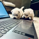 West highland white terrier