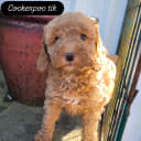Cockerpoo