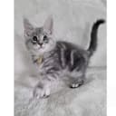 Maine Coon