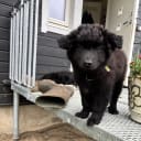 Svensk lapphund