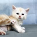 Maine Coon