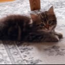 Sibirisk katt
