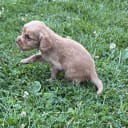 Cocker spaniel