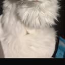 Ragdoll