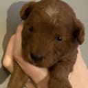 Cavapoo