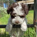 Shihpoo
