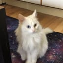 Ragdoll