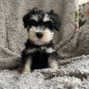 Dvärgschnauzer