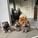 Pomeranian