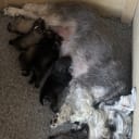 Dvärgschnauzer