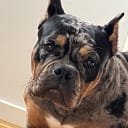 American bully