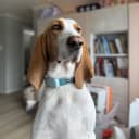 Blue de Gascogne/Basset