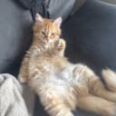 Sibirisk katt