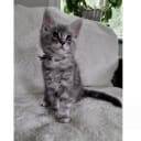 Maine Coon
