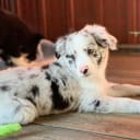 Miniature american shepherd