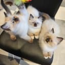 Ragdoll