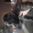 Cairn terrier