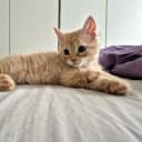 Maine Coon