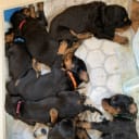 Gordonsetter