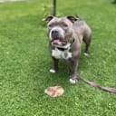 American bully