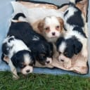Cavalier king charles spaniel