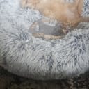 Blandras Dvärg pudel/ Bichon Havanais