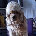 Cockerpoo