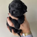 Cockerpoo