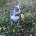 American bully