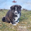 Akita Inu