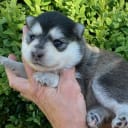 Finnish Lapphund
