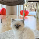 Ragdoll