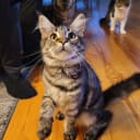 Maine Coon