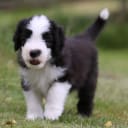 Bearded Collie