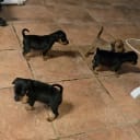 Dvärgpinscher
