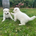 Hvid herdehund