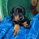 Pinscher