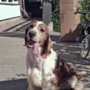Welsh springer spaniel