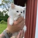 Ragdoll