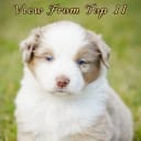 Miniature american shepherd