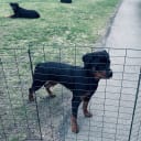 Rottweiler