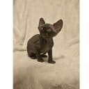 Sphynx