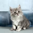 Maine Coon