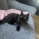 Maine Coon