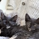 Blandras långhåriga main Coon Norskskogskatt  korthåriga bondkatt Norskskogskatt