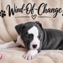 American staffordshire terrier