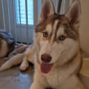 Siberian husky