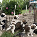 Newfoundland/Landseer/SanktBernard