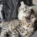 Sibirisk katt